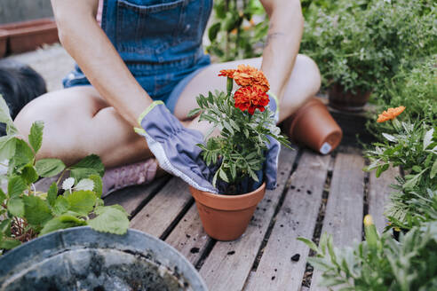 Close-up of mid adult woman planting flower in pot while sitting at garden - EBBF00448