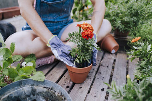 Nahaufnahme einer mittleren erwachsenen Frau, die im Garten sitzend Blumen in einen Topf pflanzt - EBBF00448