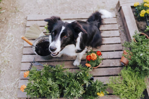 Border collie sitting by plants on wood in vegetable garden - EBBF00452