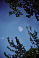 Waxing moon against blue sky at dusk - DASF00089