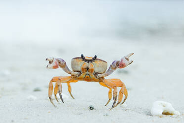 Kleine Krabbe, die auf steinigem Boden kriecht - ADSF01636