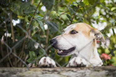 Porträt eines Golden Retriever-Lab-Mixes hinter einem Zaun. - CAVF87206