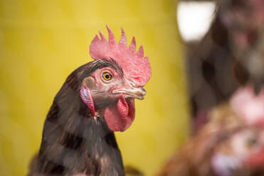 Porträt von Hühnerkopf und -gesicht auf einem Bio-Hühnerhof. - CAVF87207