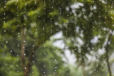 Huge drops of rain fall from the sky during a tropical storm - CAVF87208