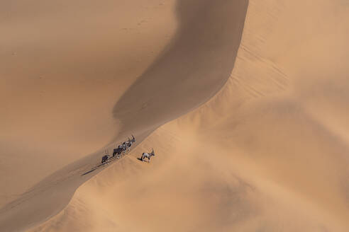 Eine Gruppe von Oryx steht auf dem Kamm einer Sanddüne - CAVF87254