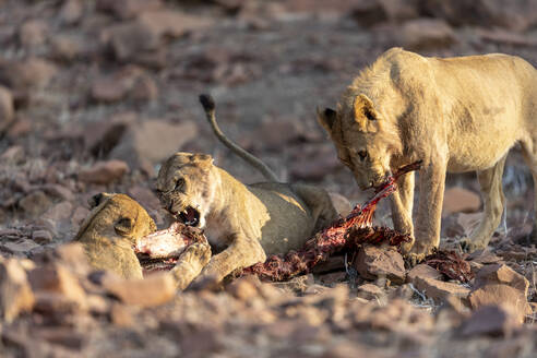 Eine Gruppe von Löwen kämpft um den Kadaver eines Zebras - CAVF87256