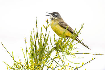 Gelber Vogel auf Ast zwischen grünem Gras auf unscharfem Hintergrund in der Lagune von Belena, Guadalajara, Spanien - ADSF01700