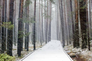 Fußweg zwischen Nadelbäumen im Schnee in Rio Cuervo, Cuenca, Spanien - ADSF01711