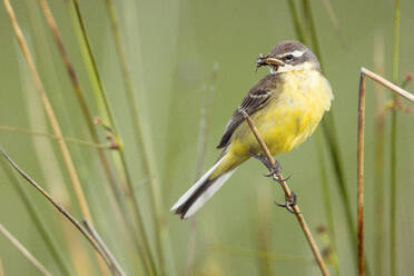 Gelber Vogel auf Ast zwischen grünem Gras auf unscharfem Hintergrund in der Lagune von Belena, Guadalajara, Spanien - ADSF01769