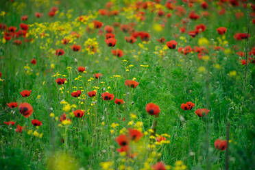 Leuchtend rote zierliche Mohnblumen blühen auf einer wunderschönen grünen Wiese mit Bäumen und Bergen im Hintergrund mit Weichzeichner - ADSF01930