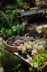 Rustic greenhouse with glass ceiling full of pots with cacti, succulents, flowers and other plants on summer day with shining sun - ADSF01949