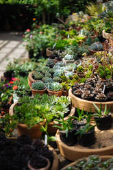 Rustic greenhouse with glass ceiling full of pots with cacti, succulents, flowers and other plants on summer day with shining sun - ADSF01950