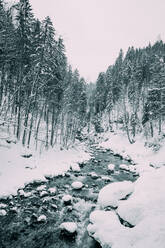 Schmaler Gebirgsfluss zwischen verschneiten Tannenwäldern im Winter in Deutschland - ADSF01982