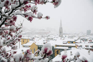 Town view and blooming tree in winter - ADSF02015