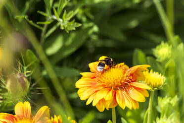 Biene beim Fressen einer gelb blühenden Wildblume - NDF01101