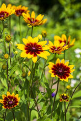 Gelb blühende Wildblumen im Frühling - NDF01102