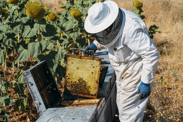 Imker beim Honigsammeln - ADSF02055