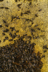 Honigbienenschwarm - ADSF02056