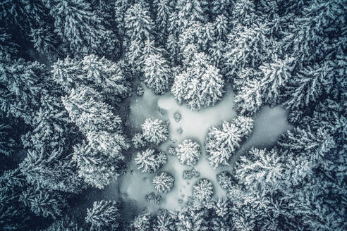 Verschneite Tannenbäume Schneelandschaft. - ADSF02119