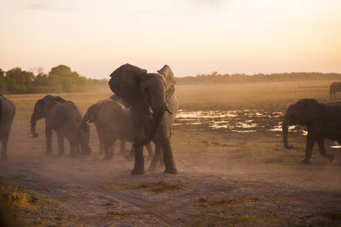 Elefantenherde in der Savanne bei Sonnenuntergang in Botswana - ADSF02204