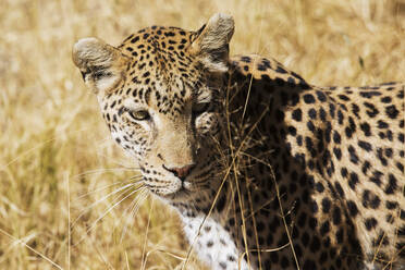 Schöner Leopard in der Savanne - ADSF02205