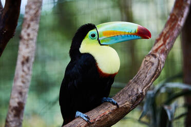 Erstaunlich Tukan mit hellen Schnabel sitzt auf Baum Ast von unscharfen Hintergrund von Costa Rica Dschungel - ADSF02209