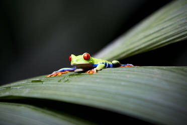 Schöner Frosch auf Blatt sitzend - ADSF02210