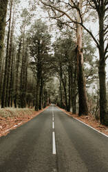 Asphalt road in the meddle of a forest - ADSF02331