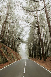 Asphalt road in foggy forest - ADSF02332