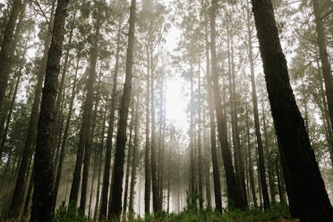 Blick auf einen Wald mit hohen, moosbewachsenen Baumstämmen - ADSF02336