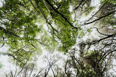 Von unten erstaunliche Aussicht auf hohe grüne Wälder im Wald und Himmel mit Sonnenschein - ADSF02471