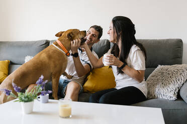 Couple pampering with dog while sitting on sofa at home - EGAF00428