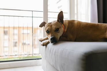 Hund auf der Couch zu Hause liegend - EGAF00430