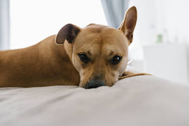 Dog resting on bed at home - EGAF00462