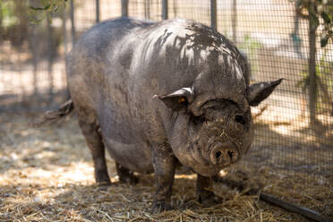 Großes graues Schwein steht auf Gras in der Nähe des Zauns an einem sonnigen Tag auf einem Bauernhof - ADSF02606