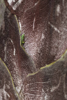 Tiny green gecko hiding on rough brown surface in nature - ADSF02760