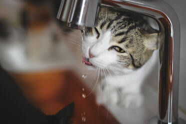 Sweet domestic cat licking water drops from faucet while standing near sink in kitchen - ADSF02763