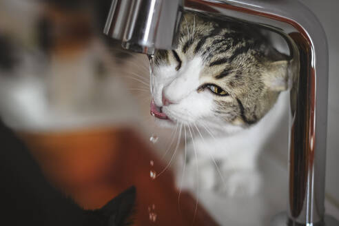 Süße Hauskatze leckt Wassertropfen aus dem Wasserhahn, während sie in der Nähe des Spülbeckens in der Küche steht - ADSF02763