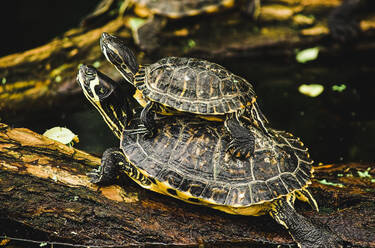 Zwei bezaubernde Schildkröten liegen auf einem nassen Ast in der Nähe eines Teiches in einem schönen Zoo - ADSF02967