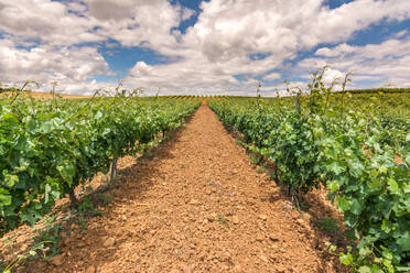 Green rows on rural plantation - ADSF03030