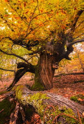 Autumn tree in majestic autumn forest in Extremadura, Spain - ADSF03090