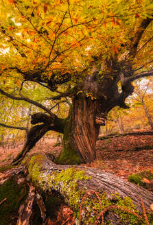 Herbstbaum in einem majestätischen Herbstwald in Extremadura, Spanien - ADSF03090