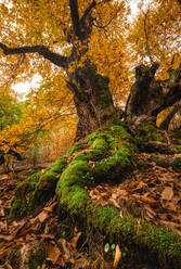 Herbstbaum in einem majestätischen Herbstwald in Extremadura, Spanien - ADSF03091