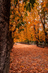 Allee mit herrlichem Herbstwald an einem sonnigen Tag in Extremadura, Spanien - ADSF03093