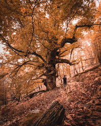 Rückenansicht eines Mannes in Freizeitkleidung, der in der Nähe eines Herbstbaums im majestätischen Herbstwald in Extremadura, Spanien, steht - ADSF03094