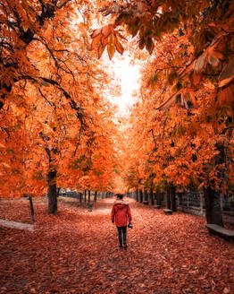 Rückenansicht eines Mannes in warmer Kleidung, der an einem sonnigen Tag in der Extremadura, Spanien, durch eine Allee in einem herrlichen Herbstwald spaziert - ADSF03098