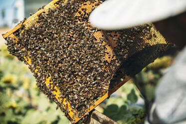 Imker beim Honigsammeln - ADSF03124