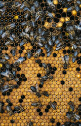 Honigbienenschwarm - ADSF03127