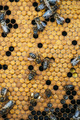 Honigbienenschwarm - ADSF03129