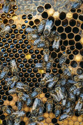 Honigbienenschwarm - ADSF03130